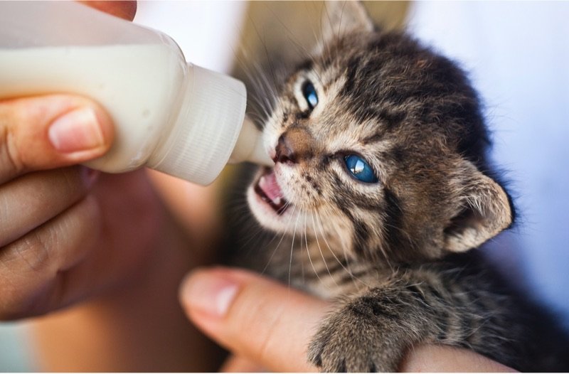 pexels-emrah-ayvali-1981111